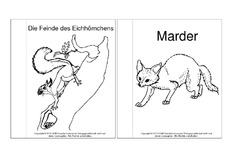 Mini-Buch-Ausmalbilder-Feinde-Eichhörnchen.pdf